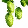 Hops image