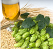 Craft Beer Hops