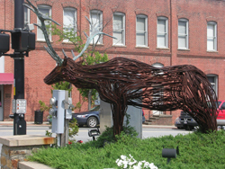 Brevard, NC Moose / Brevard Brewing