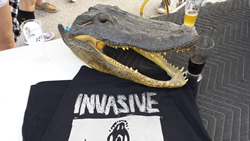 Invasive Species Brewing (FtL) / Devour Brewing (Boynton)