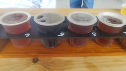 Crazy Dingo Brewing Co Photos of Flight and Bar